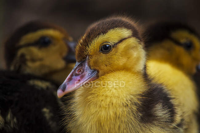 Close-up of a duckling, Indonesia — Stock Photo