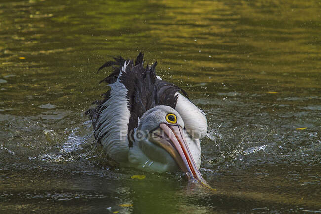 Pelican splashing in a lake, Indonesia — Foto stock