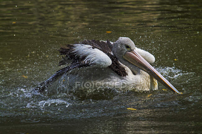 Pelican splashing in a lake, Indonesia — Stock Photo