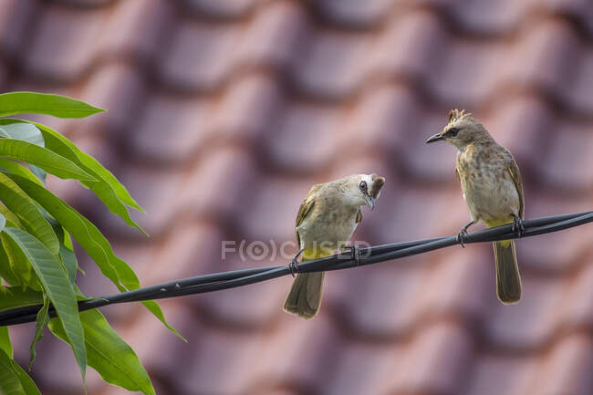 Due piccioni su un cavo di alimentazione, Indonesia — Foto stock