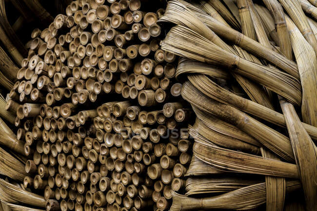 Gros plan sur le bambou — Photo de stock