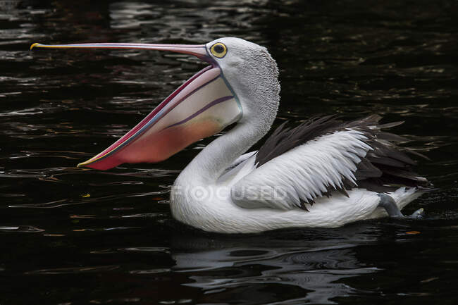 Pelican swimming in a lake, Indonesia — Stock Photo