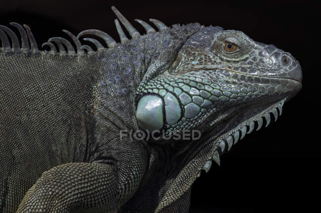 Retrato de una iguana, Indonesia - foto de stock