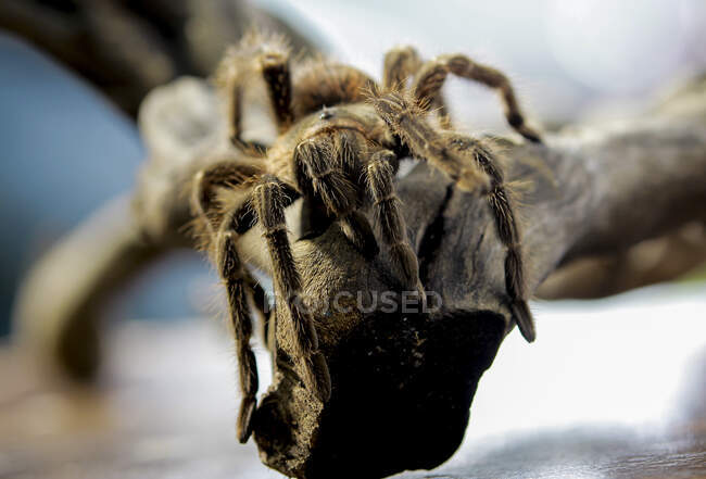 Close-up of a tarantula on a branch, Indonesia — Stock Photo