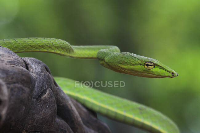 Primer plano de una serpiente verde lisa (Opheodrys vernalis), Indonesia - foto de stock