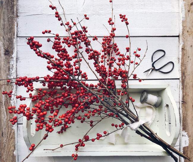 Red winterberry branches on a tray with ribbon and scissors — Stock Photo