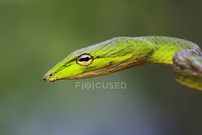 Primo piano di un serpente di erba, Indonesia — Foto stock