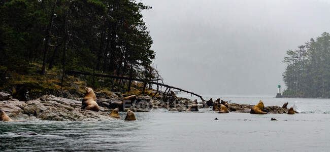 Leões marinhos ao longo da costa, British Columbia, Canadá — Fotografia de Stock
