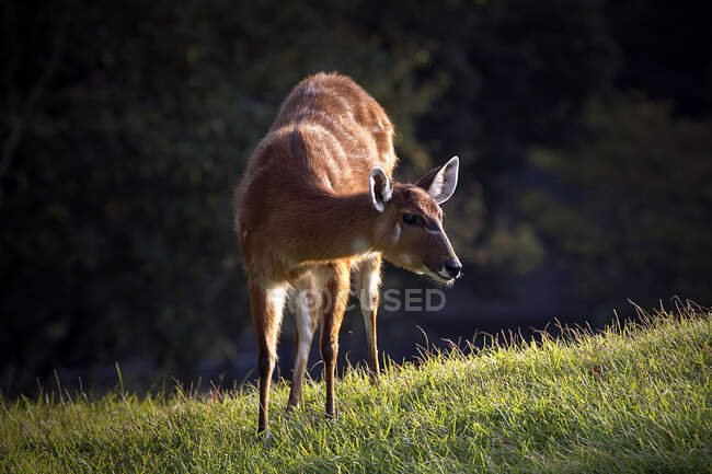 Deer grazing in a field, Japan — Photo de stock