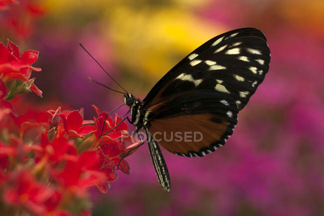 Метелик на квітці (канада). — стокове фото