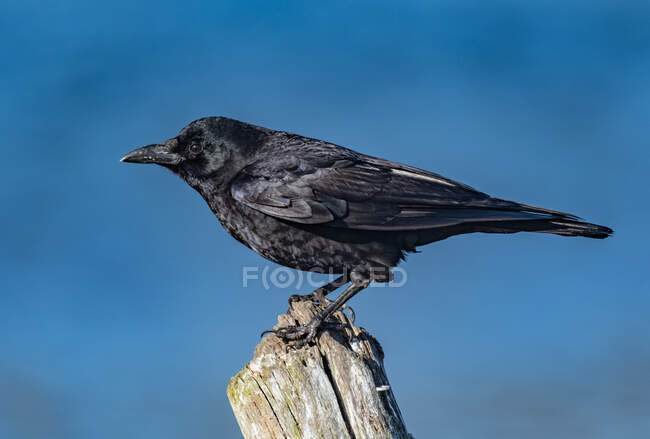 Portrait of a crow, British Columbia, Canada — Fotografia de Stock