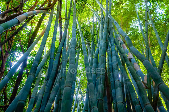 Vue à angle bas du bambou poussant à l'extérieur, Maui, Hawaï, États-Unis — Photo de stock