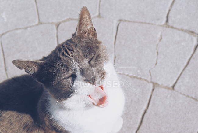 Overhead view of a cat yawning, Malaga, Spain - foto de stock