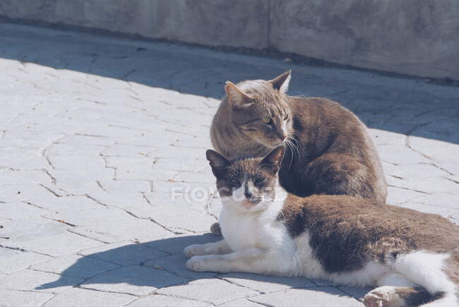 Dos gatos tumbados al sol, Málaga, España - foto de stock