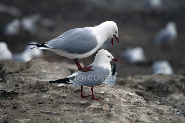 Seagull standing on top of another seagull, New Zealand — Stock Photo