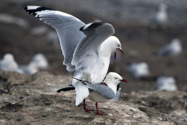 Seagull standing on top of another seagull, New Zealand — Stock Photo