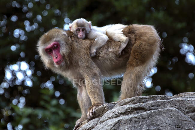 Scimmia delle nevi che porta un neonato sulla schiena, Giappone — Foto stock