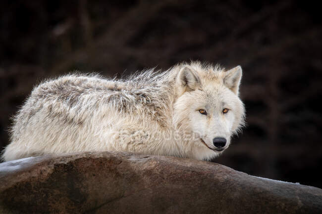 Retrato de un lobo ártico, Columbia Británica, Canadá - foto de stock
