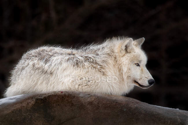 Porträt eines arktischen Wolfes, British Columbia, Kanada — Stockfoto