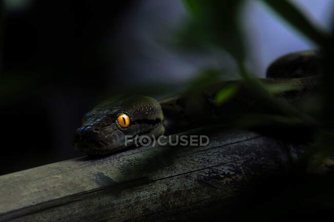 Primo piano di un pitone con occhi luccicanti di notte, Indonesia — Foto stock