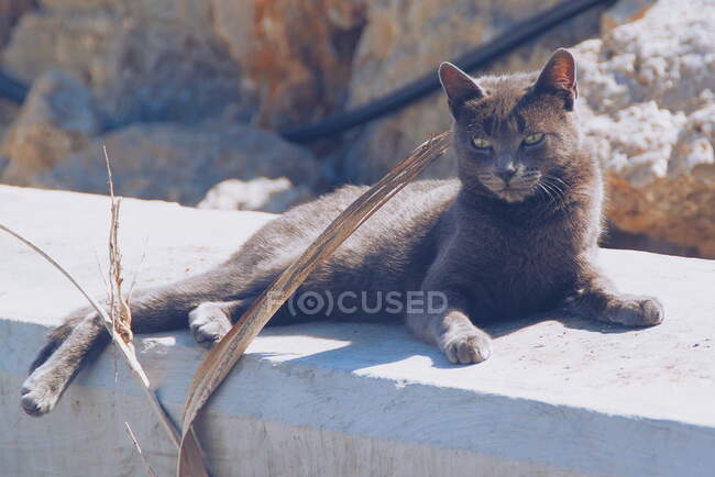 Кот, лежащий на стене на солнце, Малага, Испания — стоковое фото