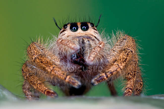 Nahaufnahme einer springenden Spinne, Indonesien — Stockfoto