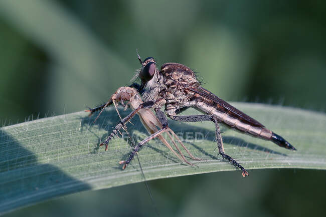 Robberfly con su presa, Indonesia - foto de stock