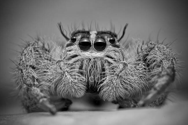 Close-up of a jumping spider, Indonesia — Stock Photo