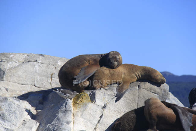 Two Southern sea lions (Otaria flavescens) lying on rocks, Tierra del Fuego, Argentina — Stock Photo