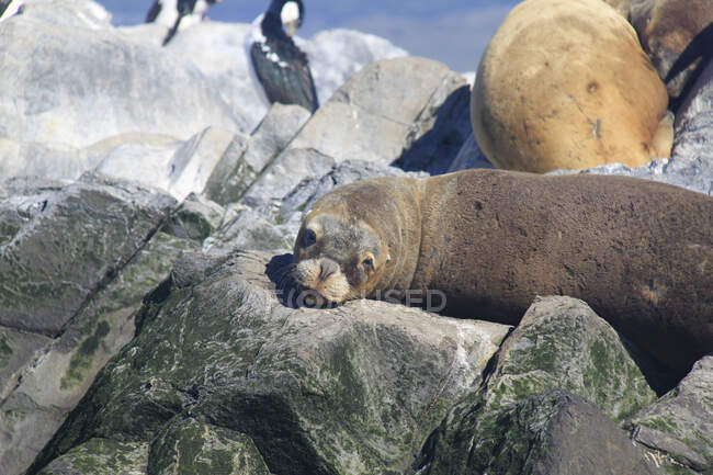 Um leão-marinho-do-sul (Otaria flavescens) deitado sobre rochas, Tierra del Fuego, Argentina — Fotografia de Stock
