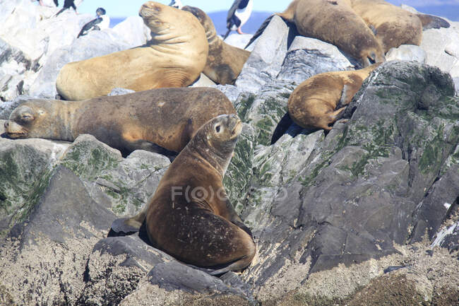 Grupo de leões-marinhos-do-sul (Otaria flavescens) deitados sobre rochas, ilhas Tierra del Fuego, Argentina — Fotografia de Stock
