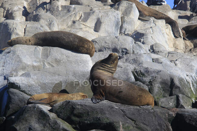 Quattro leoni marini meridionali (Otaria flavescens) adagiati su rocce, Isole della Terra del Fuoco, Argentina — Foto stock