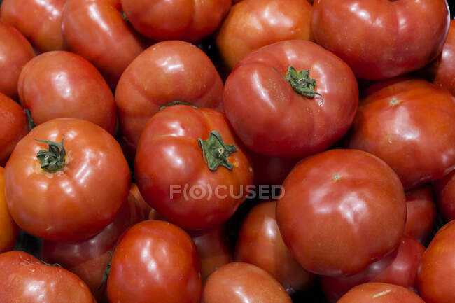 Primer plano de los tomates - foto de stock