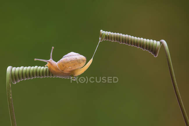 Snail moving from one plant to another, Indonesia — Stock Photo