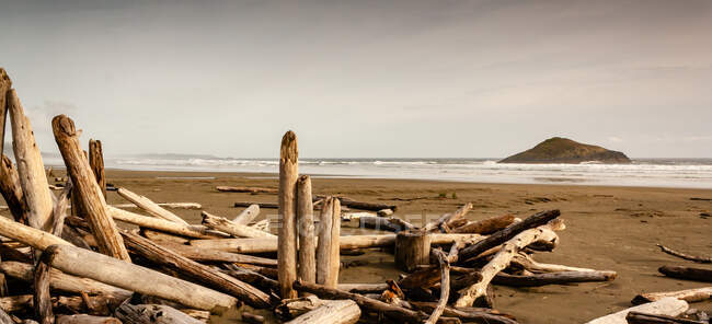 Madera a la deriva en una playa de arena, Columbia Británica, Canadá - foto de stock