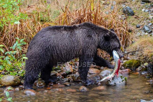 Orso grizzly in piedi in un fiume con un salmone, Columbia Britannica, Canada — Foto stock