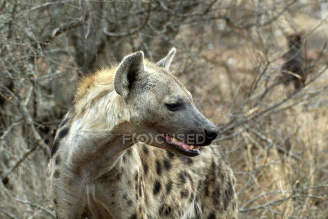 Gefleckte Hyäne (Crocuta crocuta), Kruger-Nationalpark, Südafrika — Stockfoto