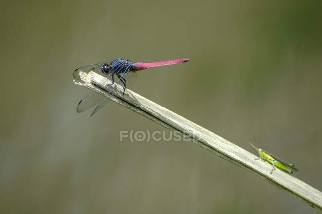 Dragonfly e Grasshopper su un ramoscello, Indonesia — Foto stock