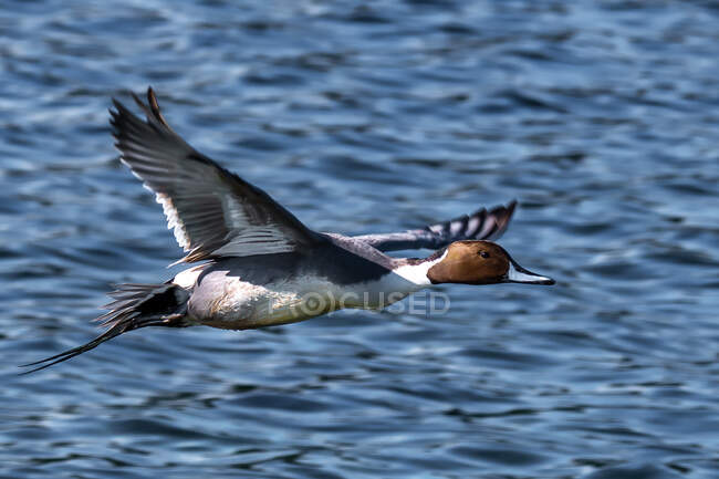 Northern Pintail flying over ocean, Canada — Stock Photo