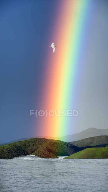 Bird flying past a rainbow, Estados Unidos - foto de stock