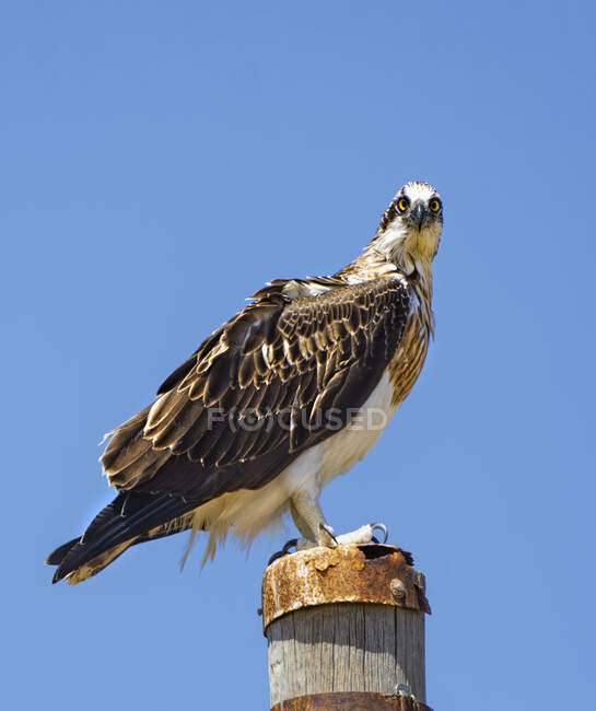 Eastern Osprey (Pandion cristatus) Perth, Western Australia. — Stock Photo