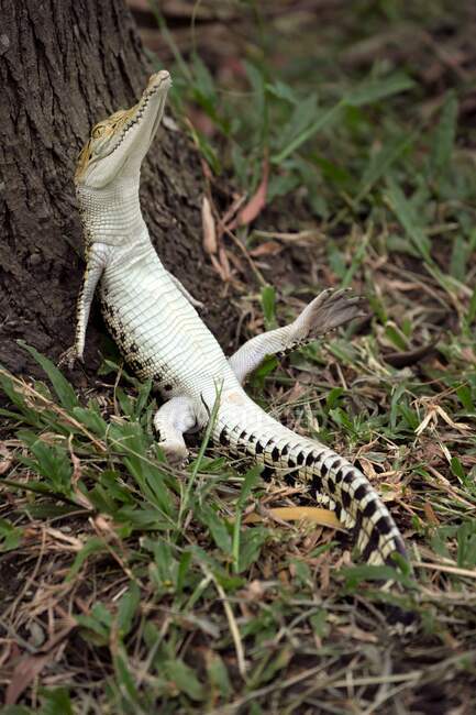 Крокодил притискається до дерева (Індонезія). — стокове фото