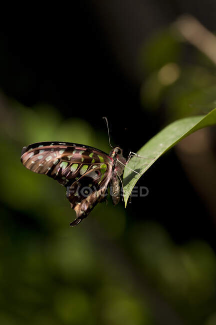 Schmetterling auf einem Blatt, Indonesien — Stockfoto