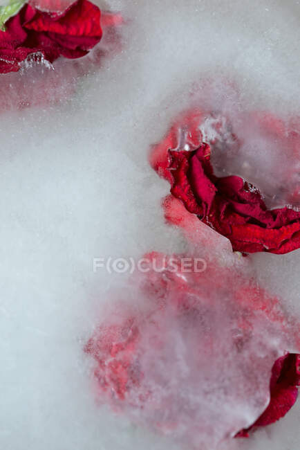 Rote Rosen im Eis eingefroren — Stockfoto