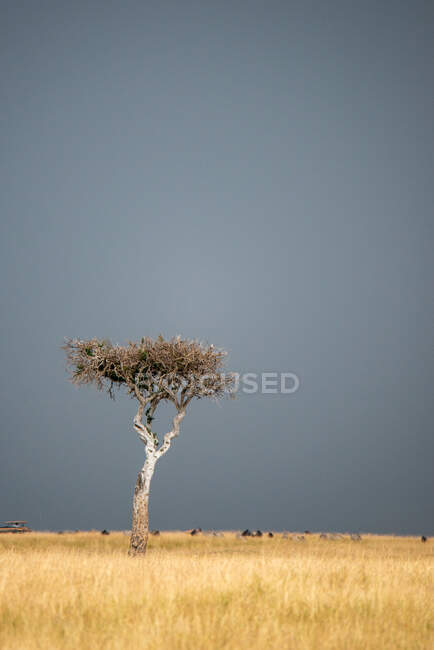 Самотнє дерево в кущах, кенія. — стокове фото