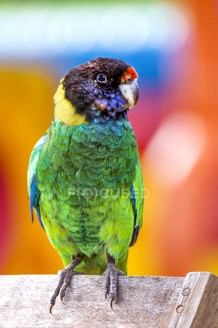 Papagaio no pescoço em tábua de madeira, Austrália Ocidental, Austrália — Fotografia de Stock