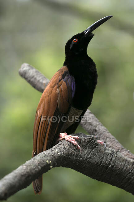 Uccello appollaiato su un ramo, Indonesia — Foto stock