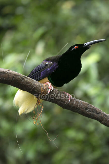 Uccello appollaiato su un ramo, Indonesia — Foto stock