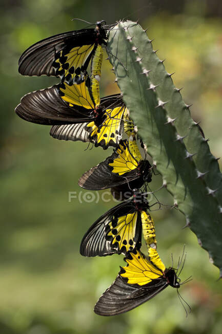 Les papillons s'accouplent sur un cactus, Indonésie — Photo de stock