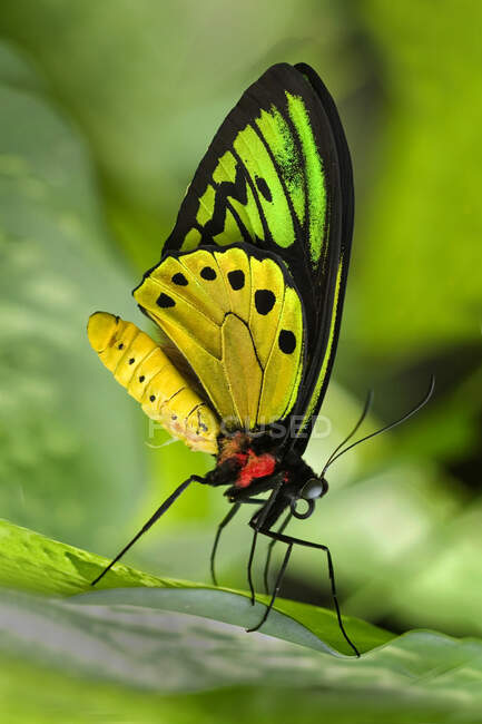 Крупный план бабочки, Индонезия — стоковое фото